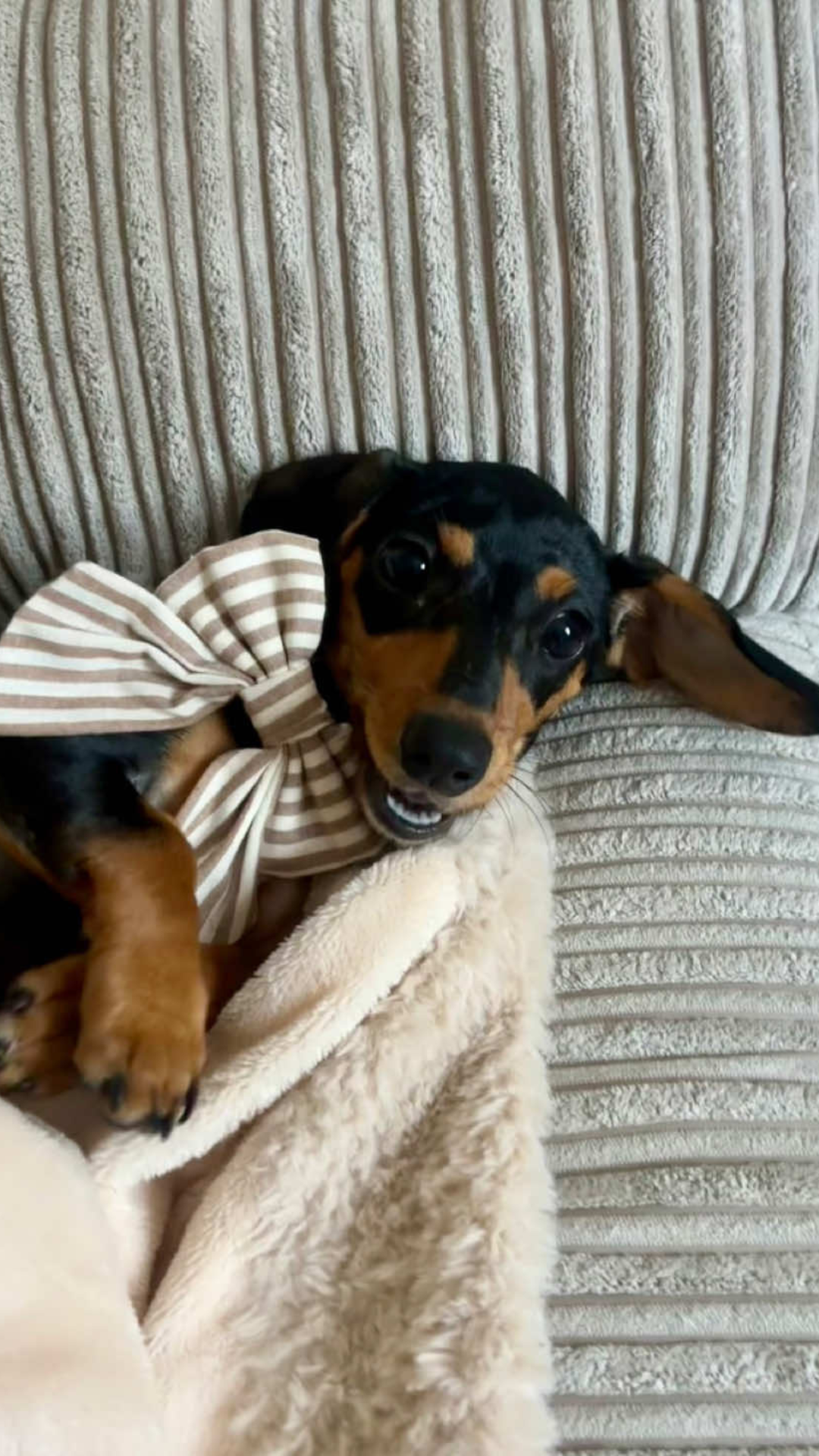 What makes mini dachshunds so full of personality