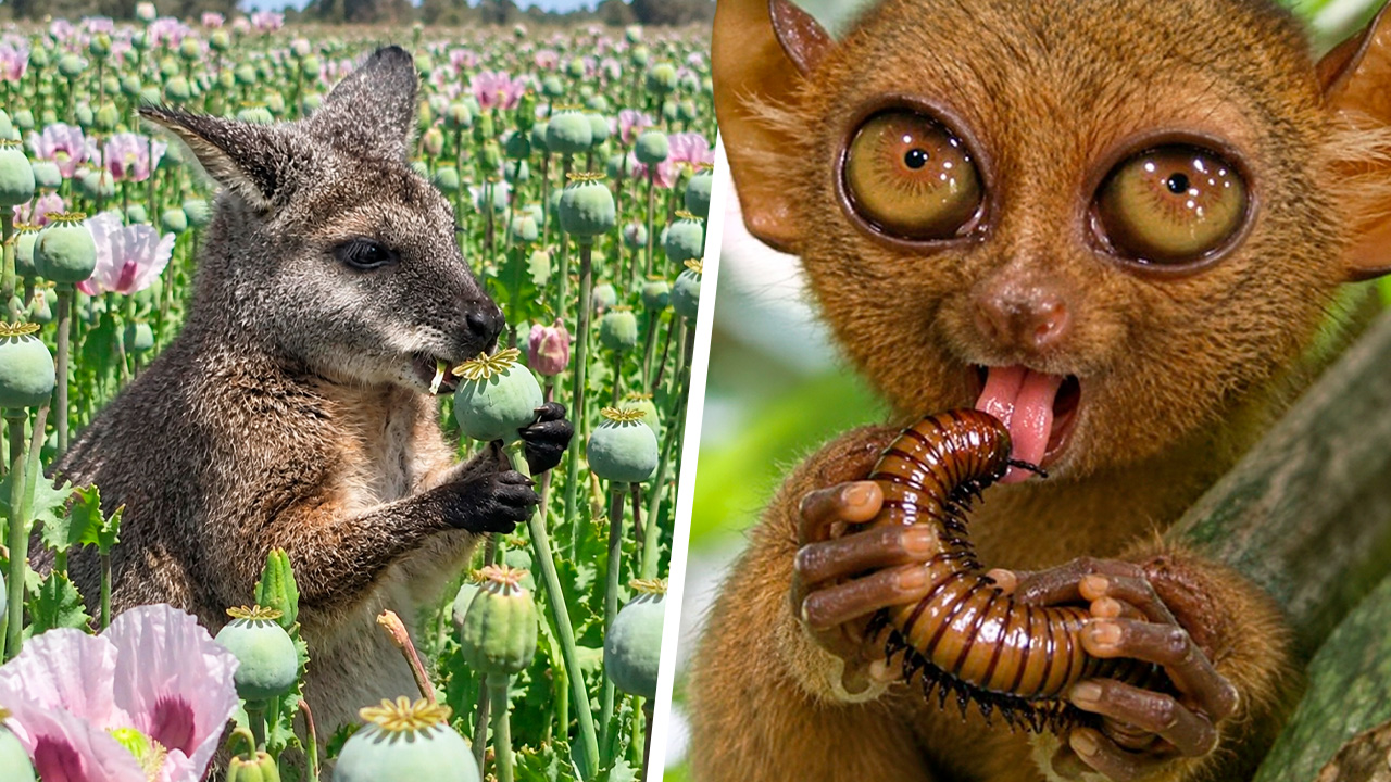 10 animals that can't stop getting high