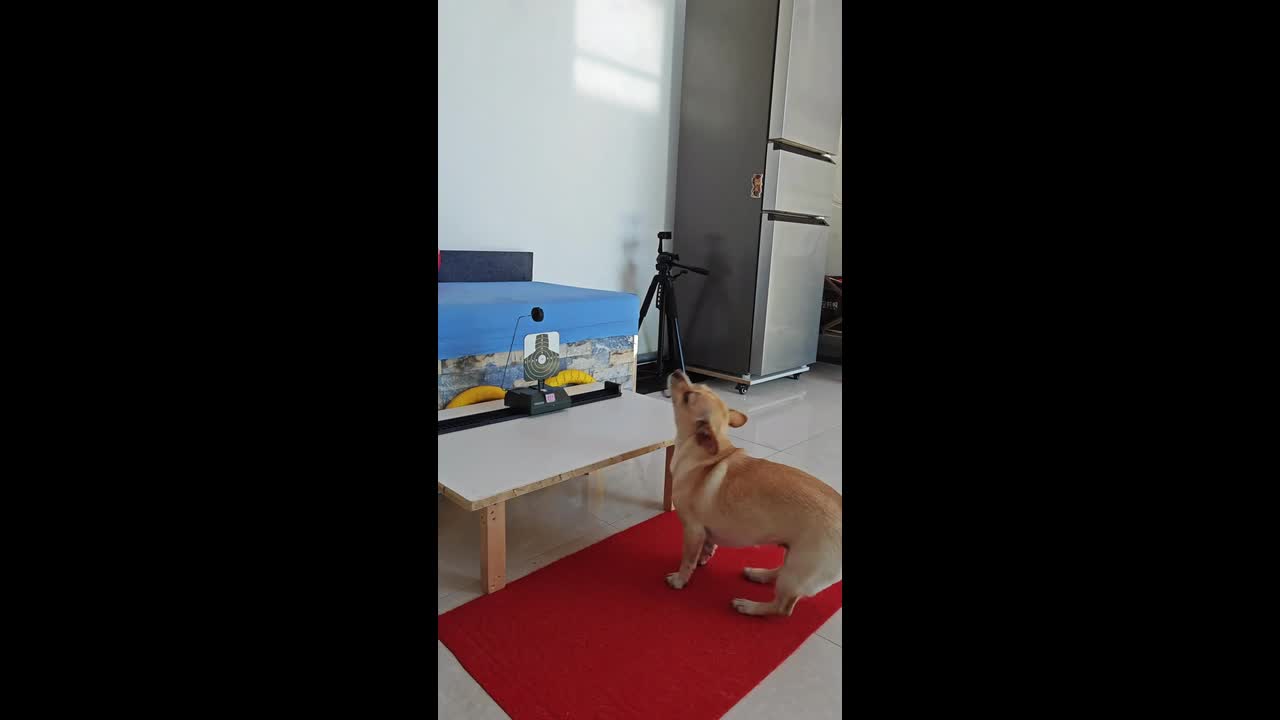 Playful dog uses a rubber sling to hit a moving target system in ...