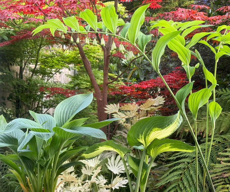 What to do with your hostas in October – 6 simple tasks for lush ...