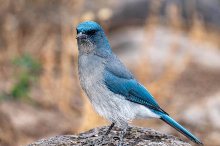 Meet the US’s newest national park, Chiricahua
