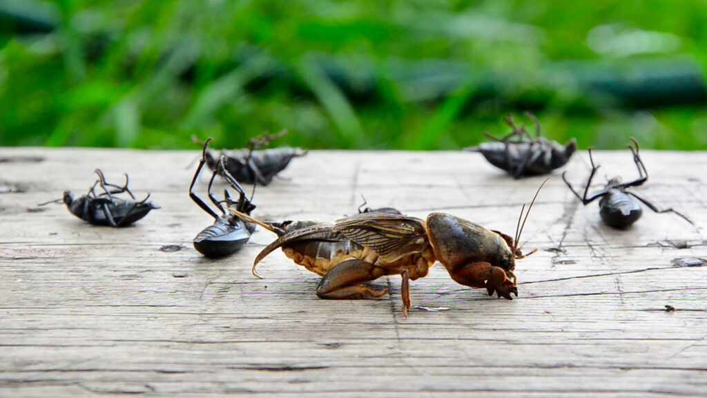 Every insect on Earth just vanished. Here’s how fast we fall