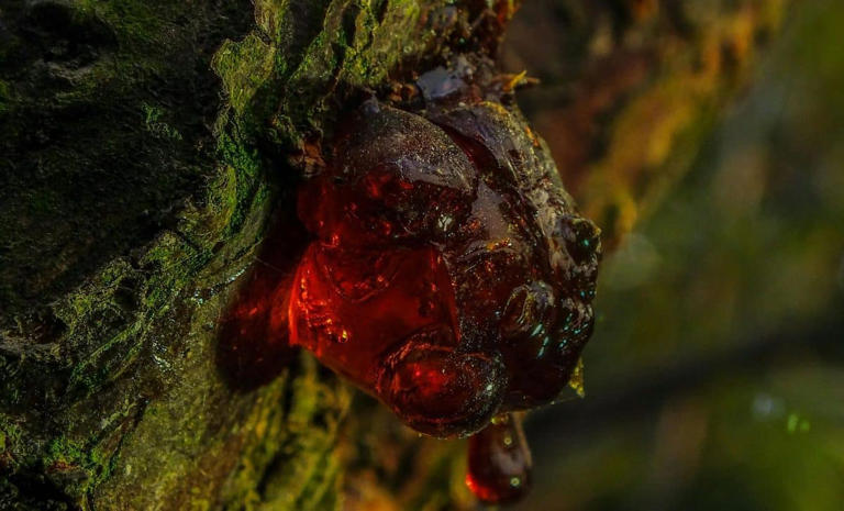 What was hidden inside this 99-million-year-old piece of amber is ...