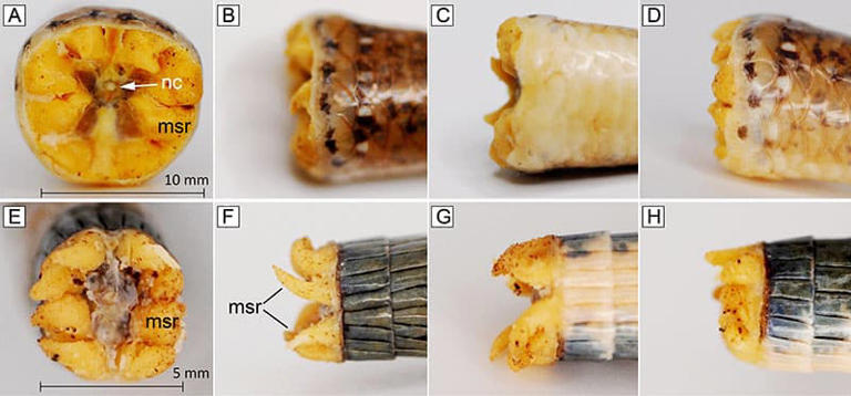 What was hidden inside this 99-million-year-old piece of amber is ...