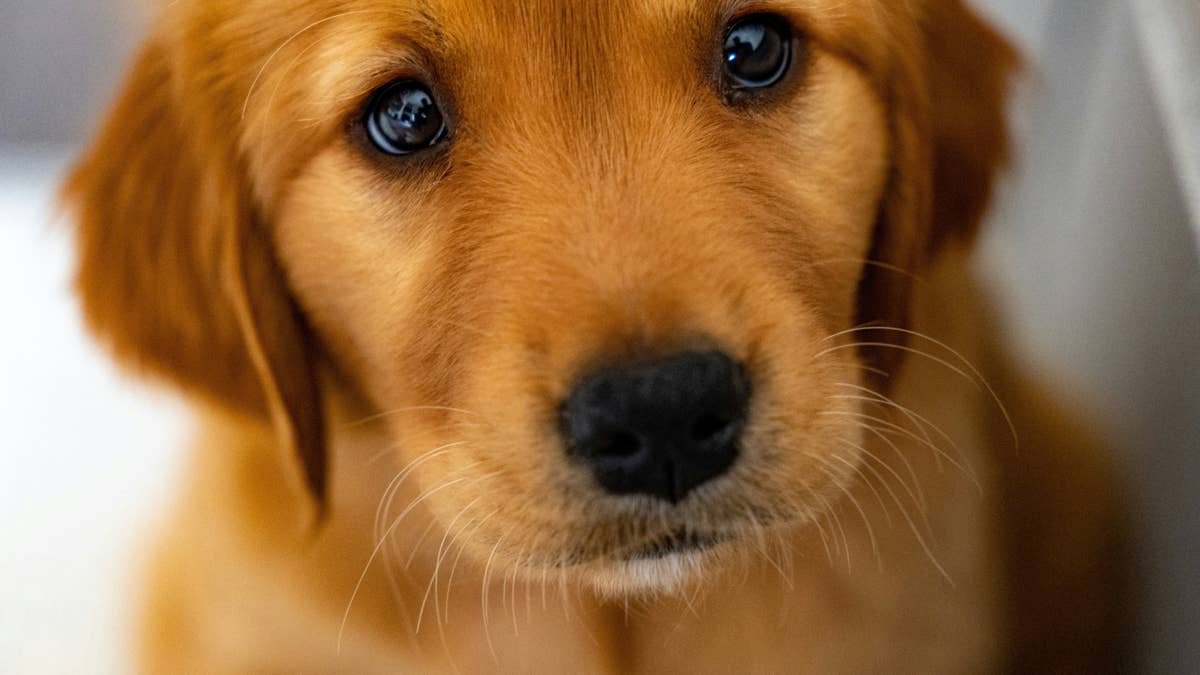 Golden retriever puppy spots her furry friends at the bookstore and ...
