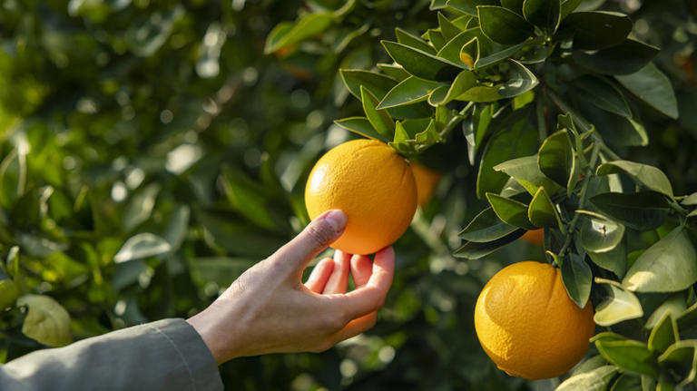 Hammering Nails Into Fruit Trees: What It's For & Why Some Swear By It