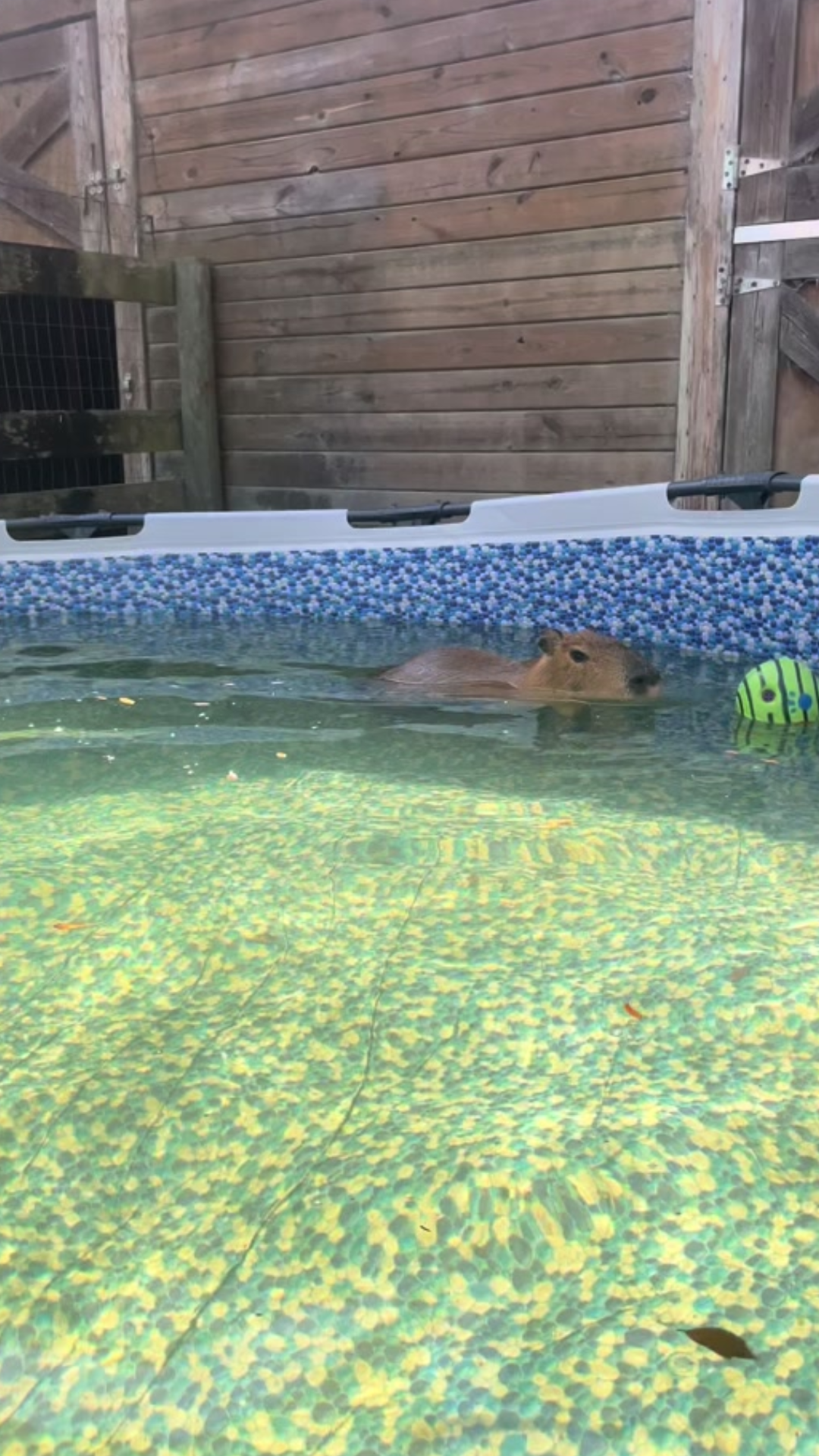 How Pumpkin the capybara turns pool time into playtime