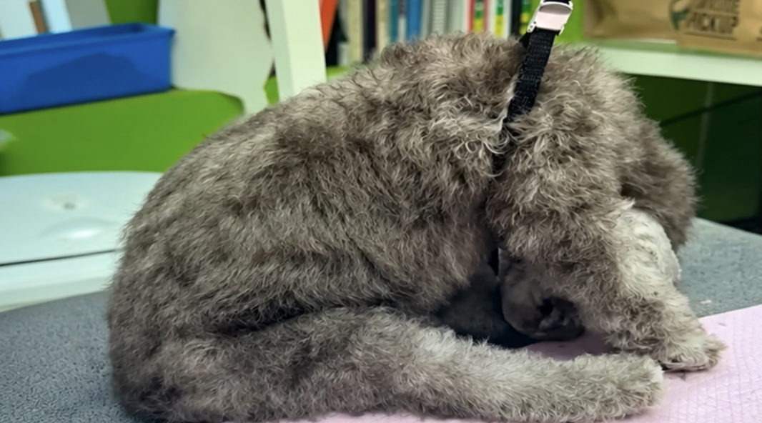 Dog goes to the groomer - and falls asleep in the middle of her makeover