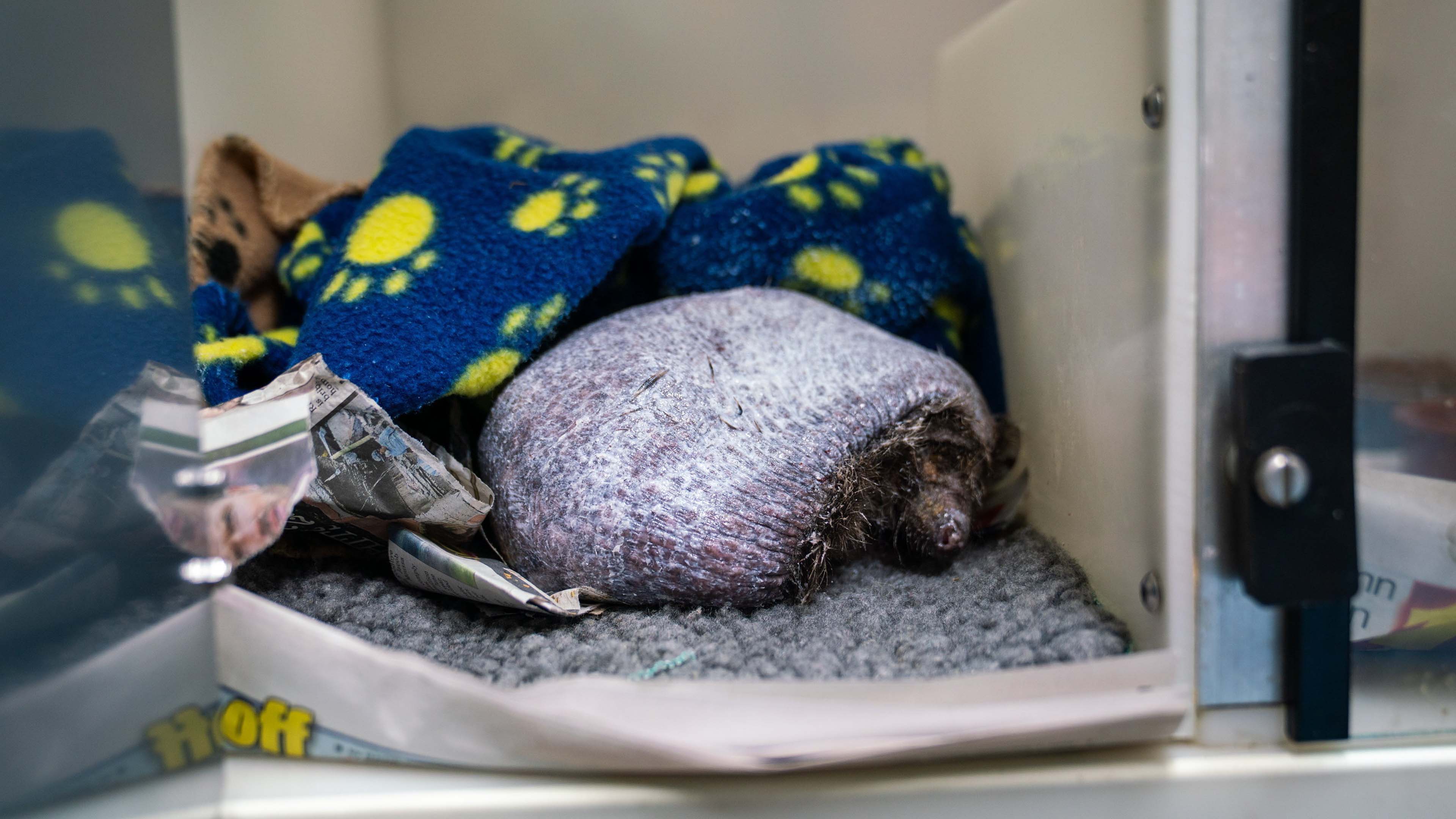 Rescuers save bald hedgehog that has lost all its prickles