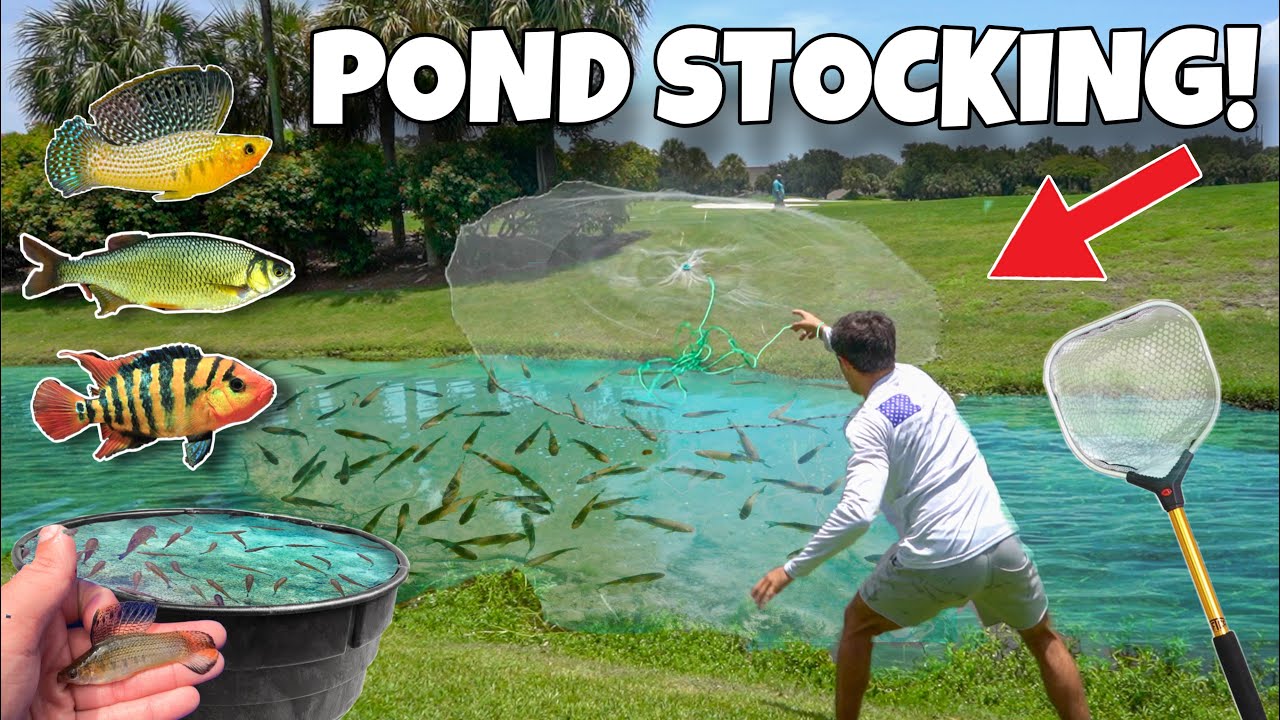 Catching hundreds of fish to stock my pond