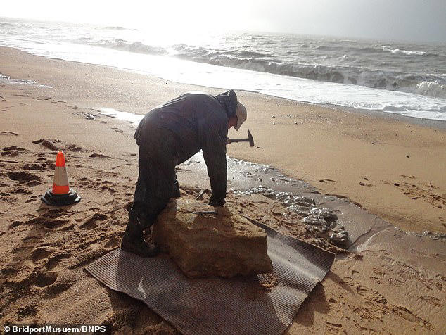 Belgian tourists discover the remains of a 174 million-year-old giant ...