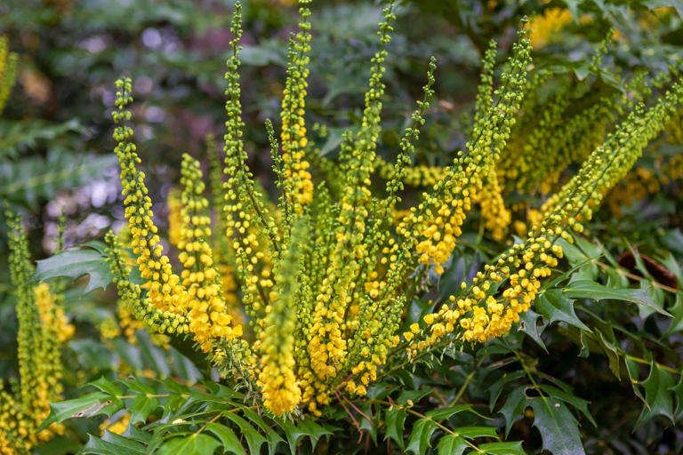 5 winter plants that will bring flowers, fragrance and evergreen ...