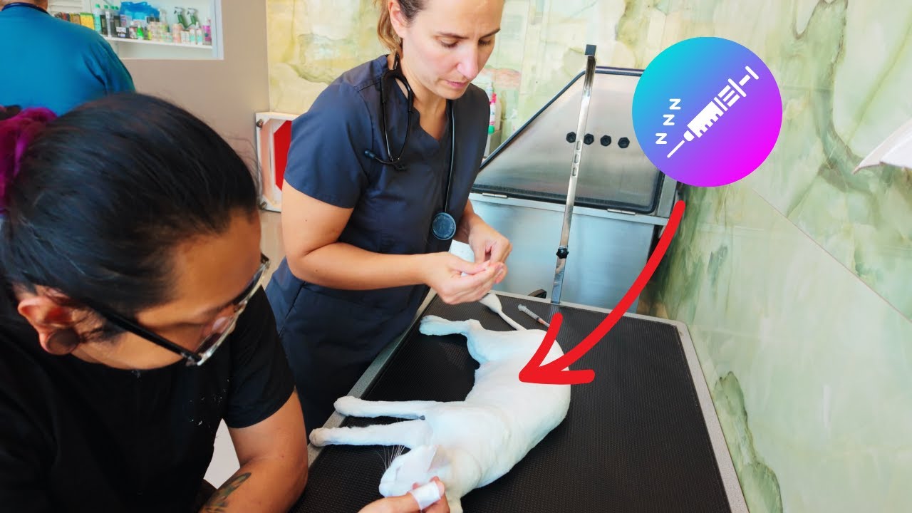 Simba’s grooming session under full sedation 🐱