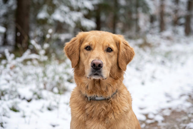 Ha ancora senso sospendere l’antiparassitario al cane in inverno? Cosa ...