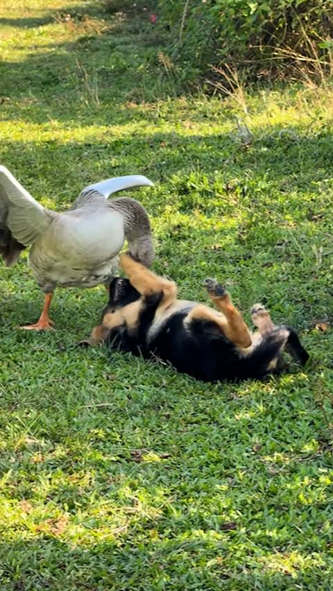 Goose chases German shepherd around yard