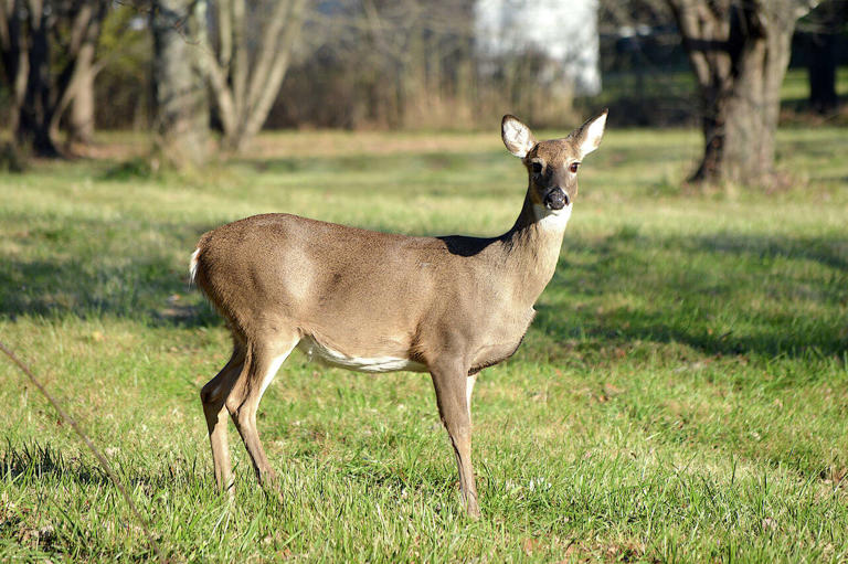 Michigan reports chronic wasting disease in farmed cervid in Hillsdale ...