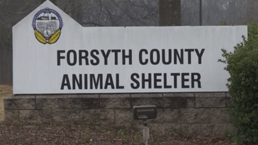 Are you looking for your new best friend? Adoptions $5 at Forsyth ...