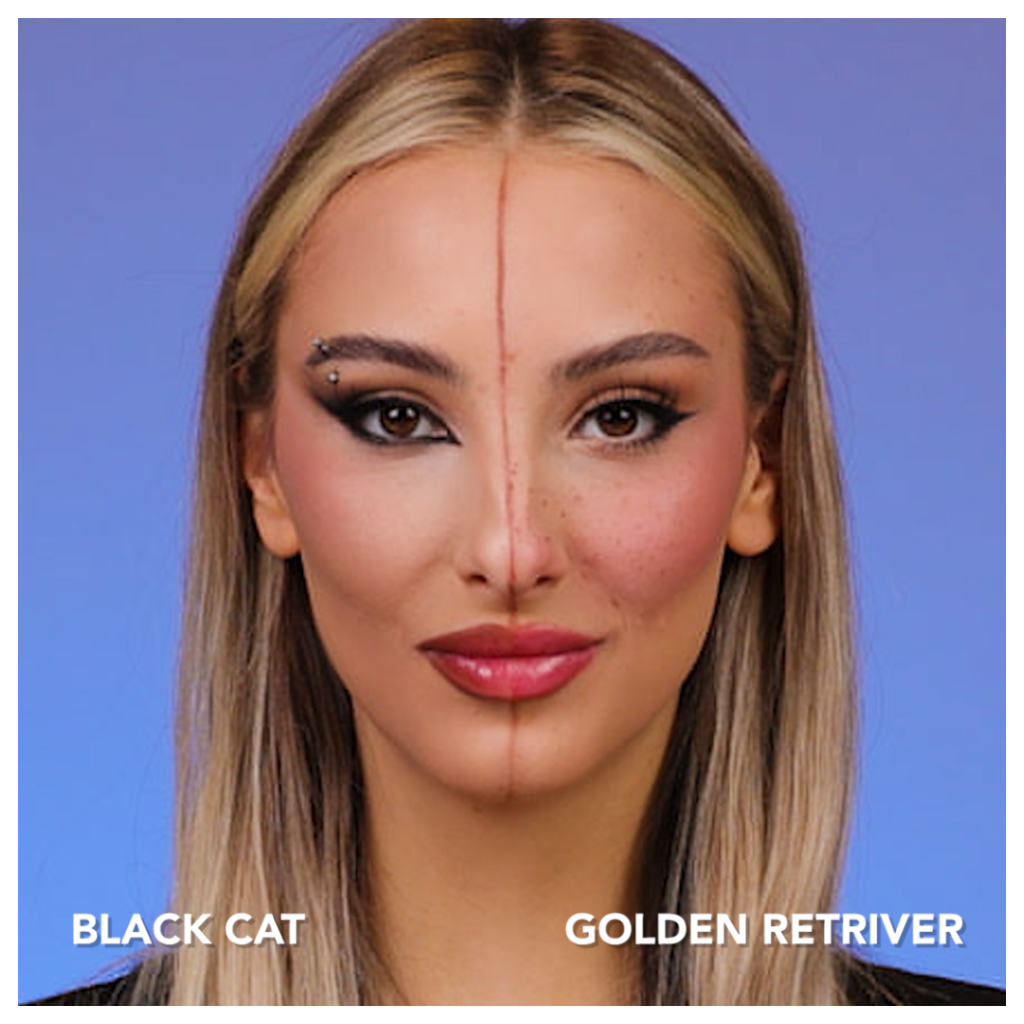Schwarze Katze vs Golden Retriever Make-up