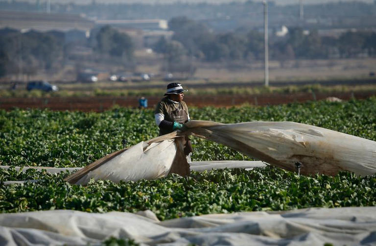 Title deeds may be key to unlocking SA agriculture’s full potential