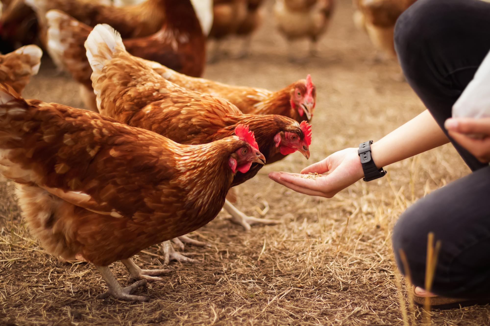 Two separate proposals for chicken sheds have been refused planning ...