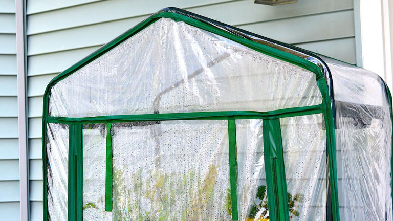 Don't abandon your mini plastic greenhouse this winter - try these ...