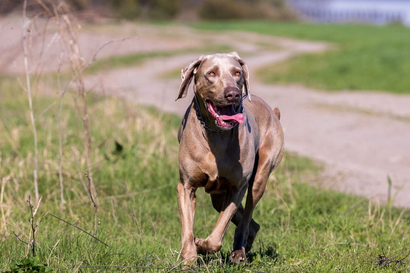 Running partners don't come better than these 10 high-stamina dog breeds