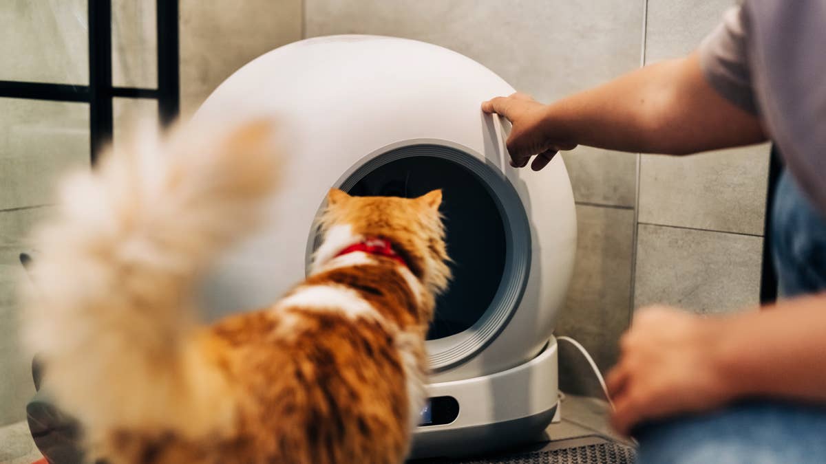 Cat mom's DIY litter box closet looks better than most guest bathrooms ...