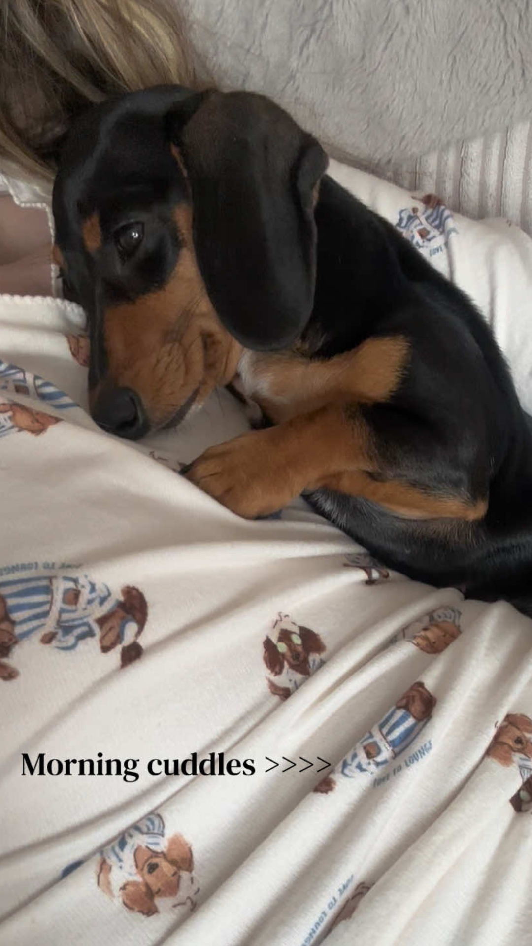 The adorable side of mini dachshunds during cuddle time