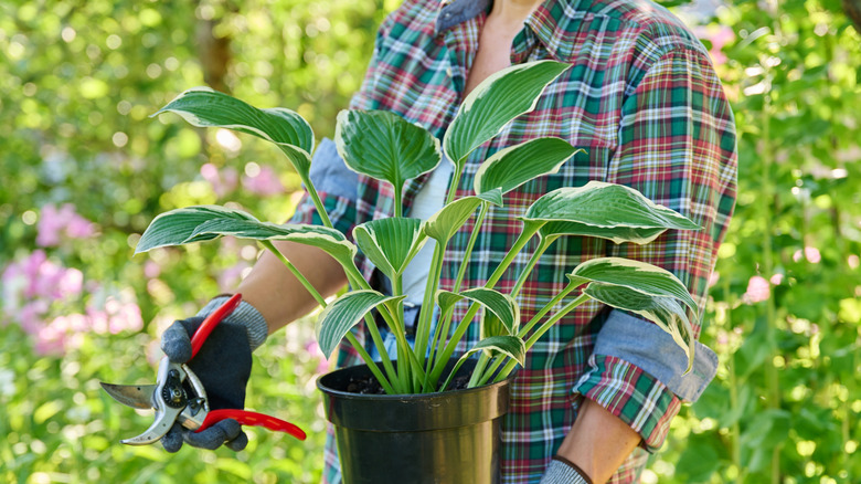 Better than planting: An easier hack for saving potted hostas during ...