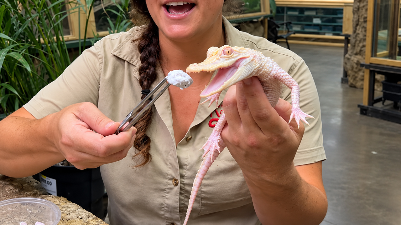 A tiny shrimp brings out this gator’s big appetite