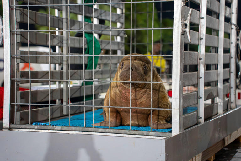 Orphaned baby walrus found between 2 dead adults gets a new home at ...