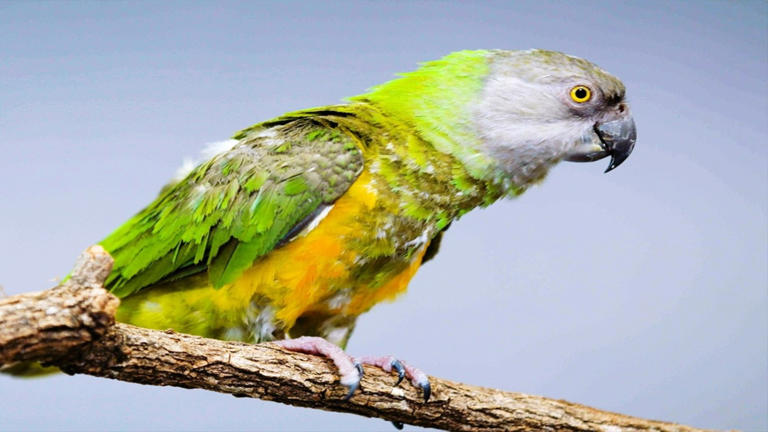 Senegalese parrot, the small bird with a big personality