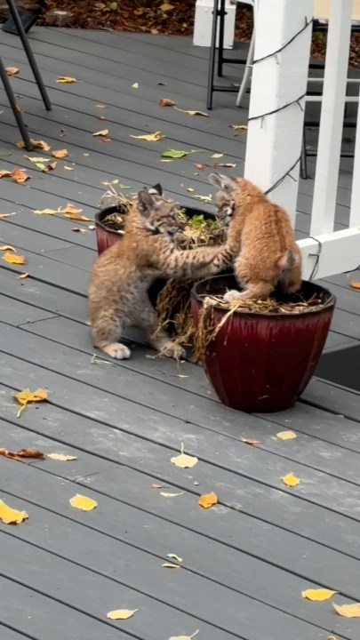 Littleton homeowner gets front row seat to bobcat family in her backyard