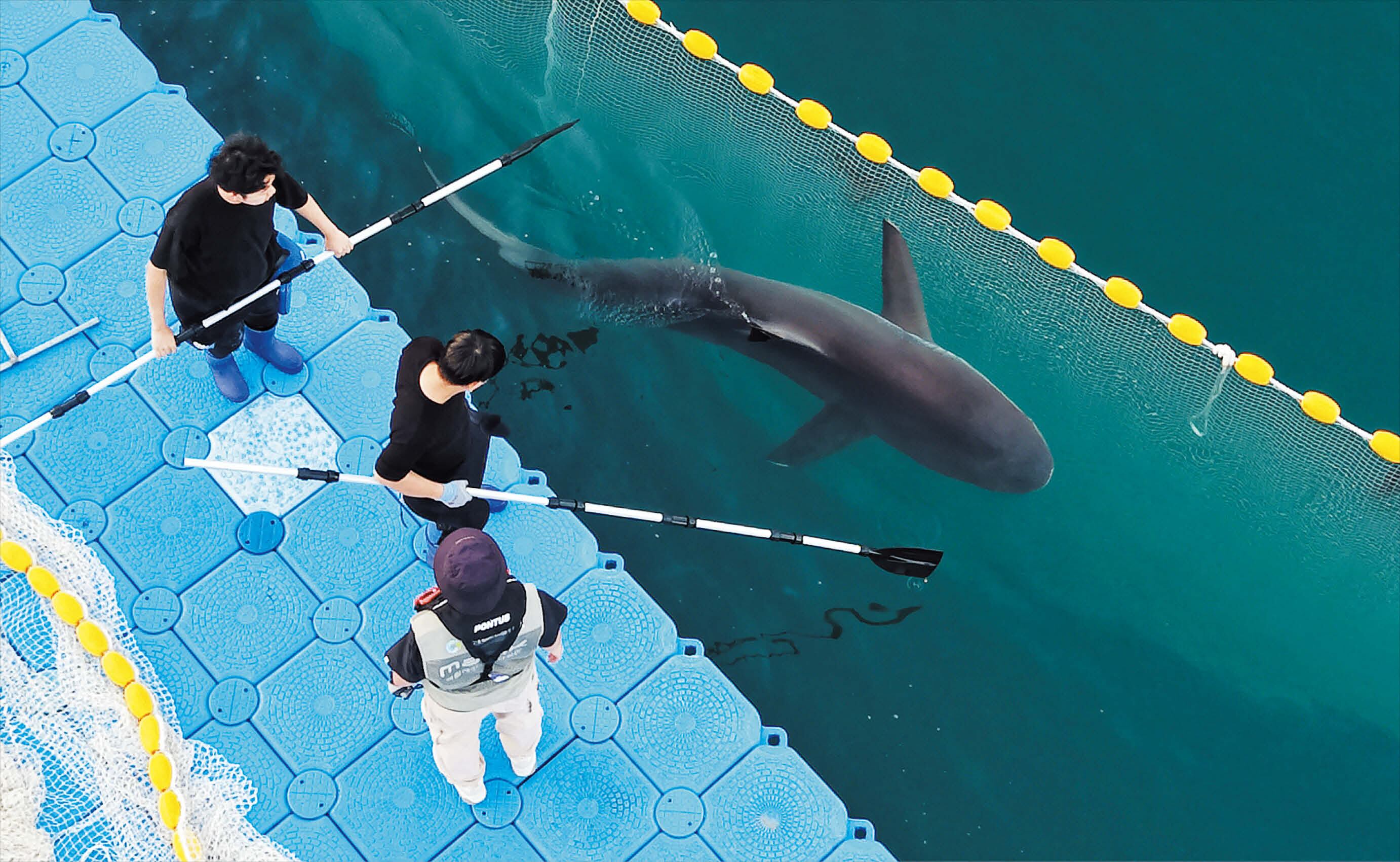 Endangered dusky shark Bukangi freed after month-long rescue in Busan