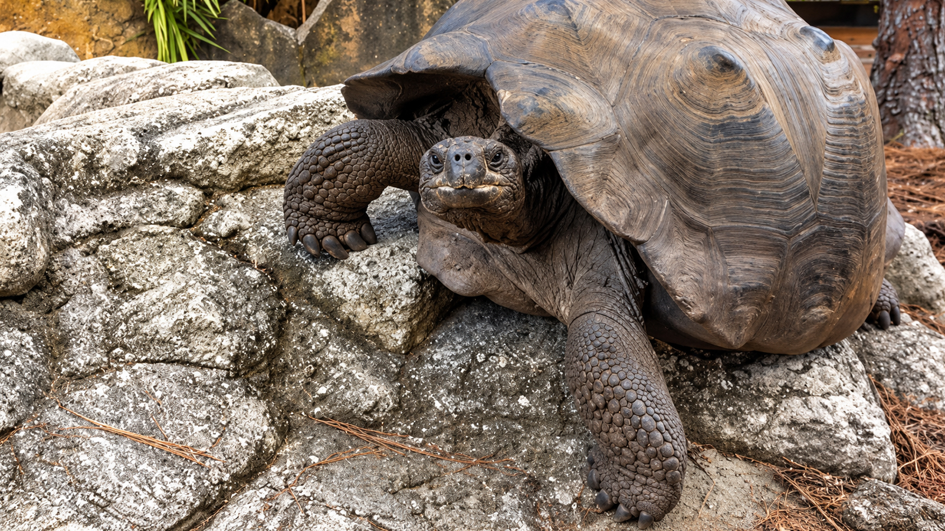 Rare tortoises and giant turtles fill this Florida backyard