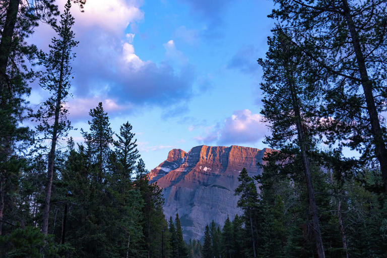 Banff National Park leader won't face charges over off-leash dog