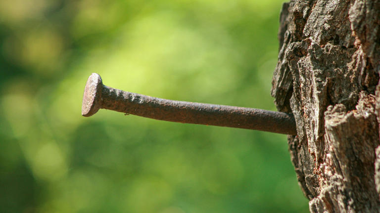 Hammering Nails Into Fruit Trees: What It's For & Why Some Swear By It