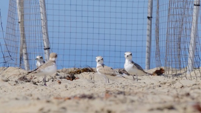 In California, 11 rescued snowy plovers hit the beach with high-tech ...