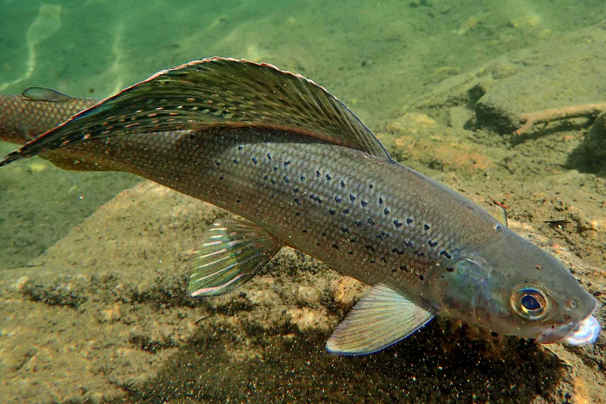 3 indigenous tribes in Michigan are bringing back a fish that vanished ...
