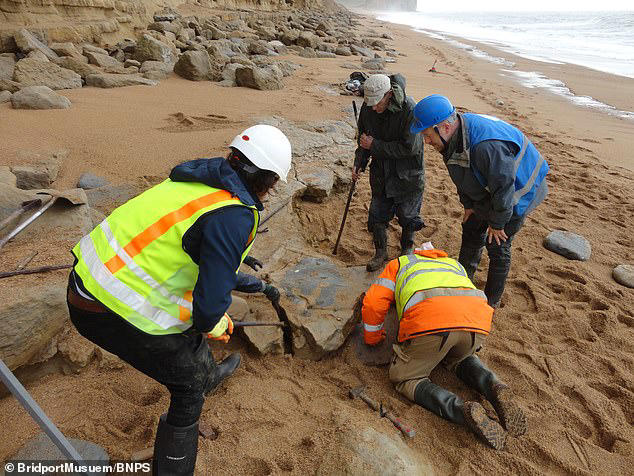 Belgian tourists discover the remains of a 174 million-year-old giant ...