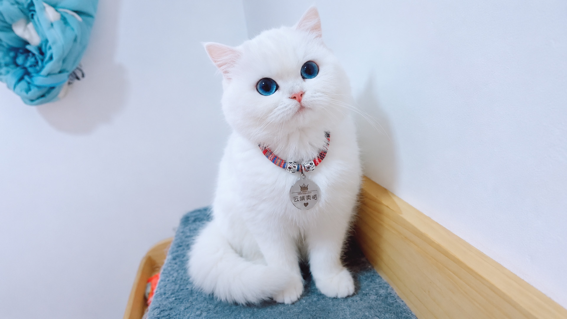 White cat with bright blue eyes poses on a cozy perch