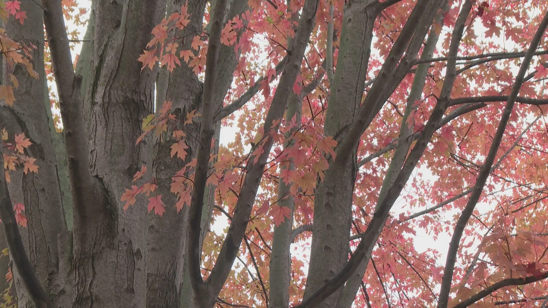 Sustainably speaking: How mowing leaves helps your lawn and local wildlife