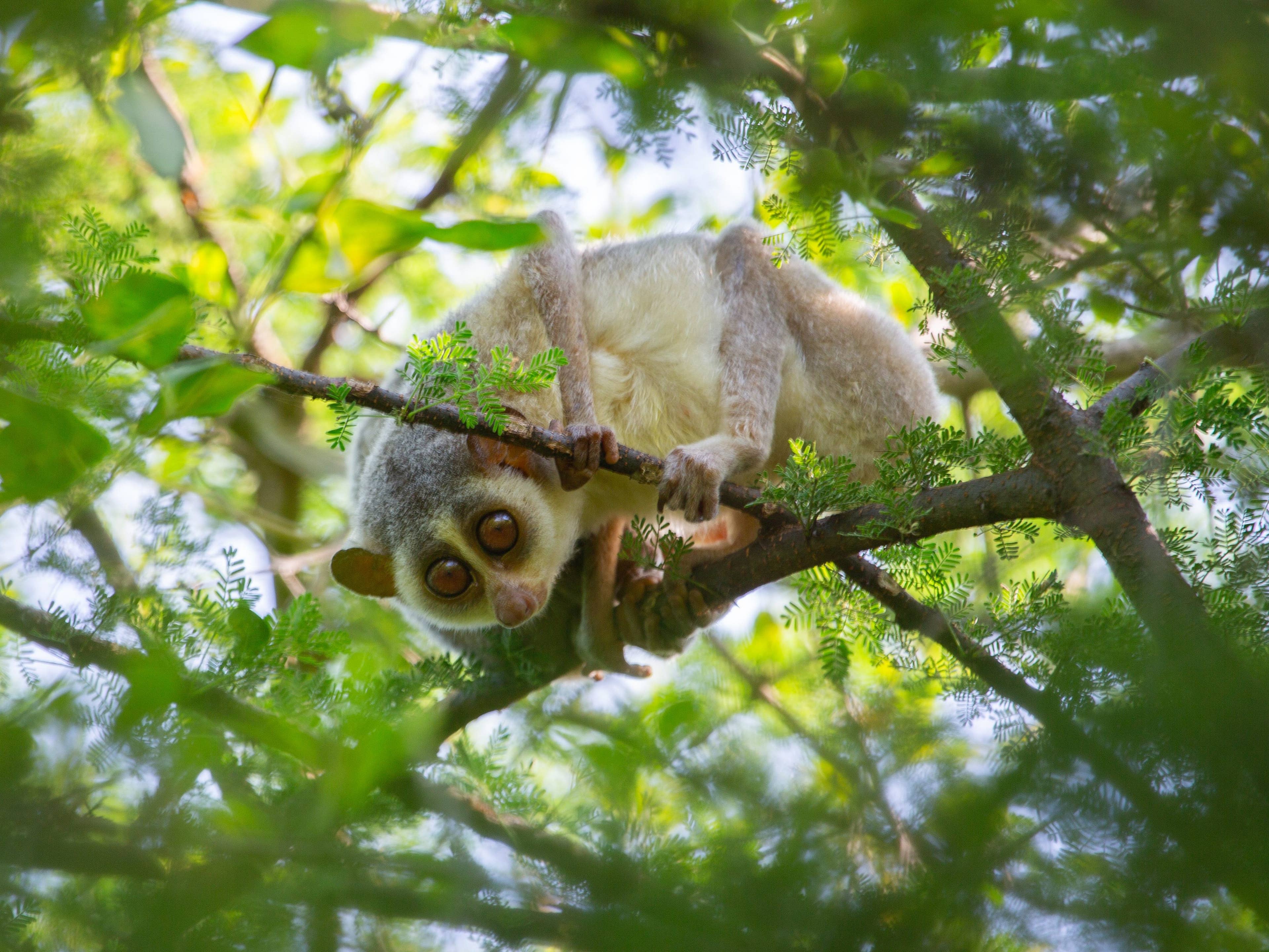 Adorable venomous primate feared extinct for nearly 100 years has been ...
