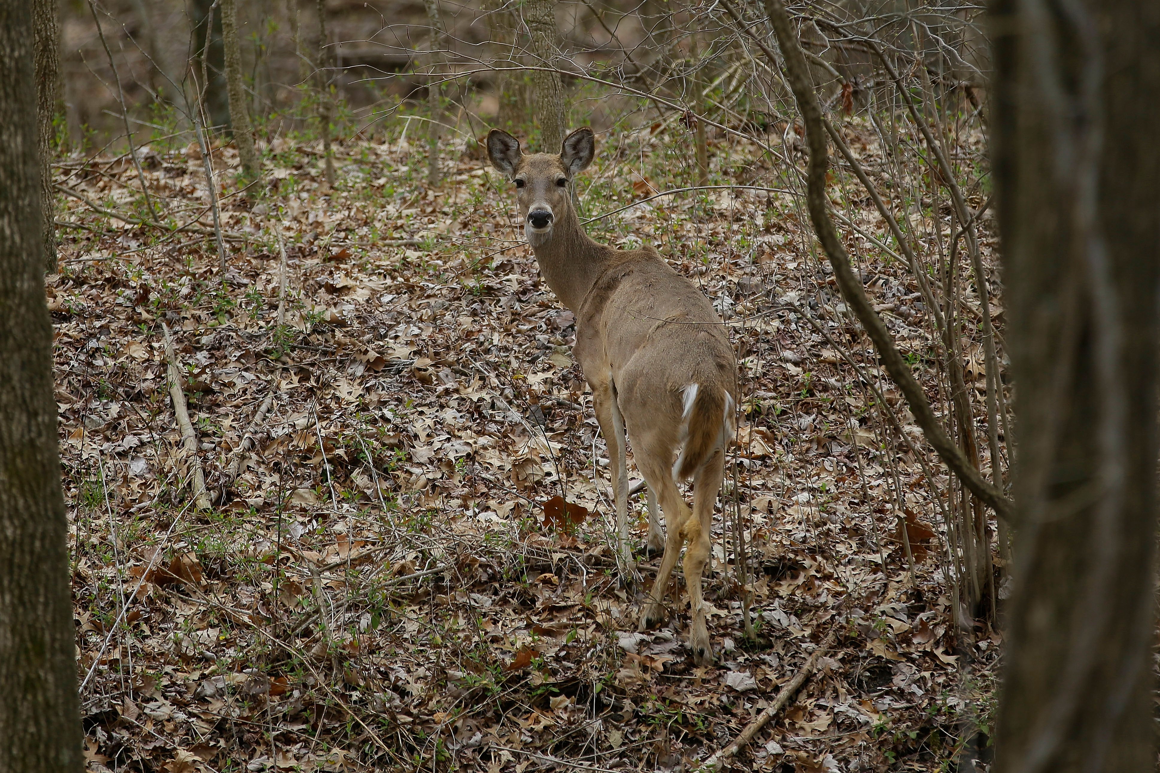 Pennsylvania Game Commission warns drivers of uptick in deer movement