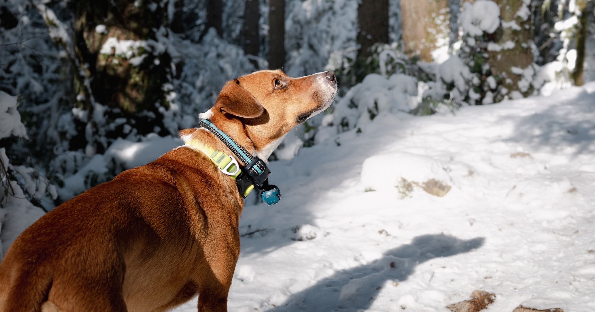 Study: Dogs make Colorado bear encounters dangerous