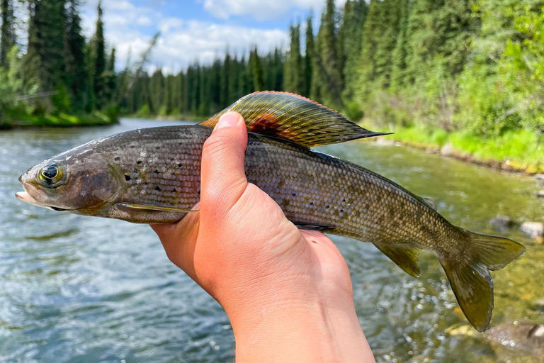 3 indigenous tribes in Michigan are bringing back a fish that vanished ...
