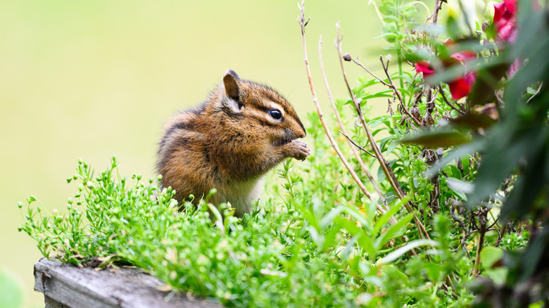 Deter chipmunks from your garden with an aromatic bulb