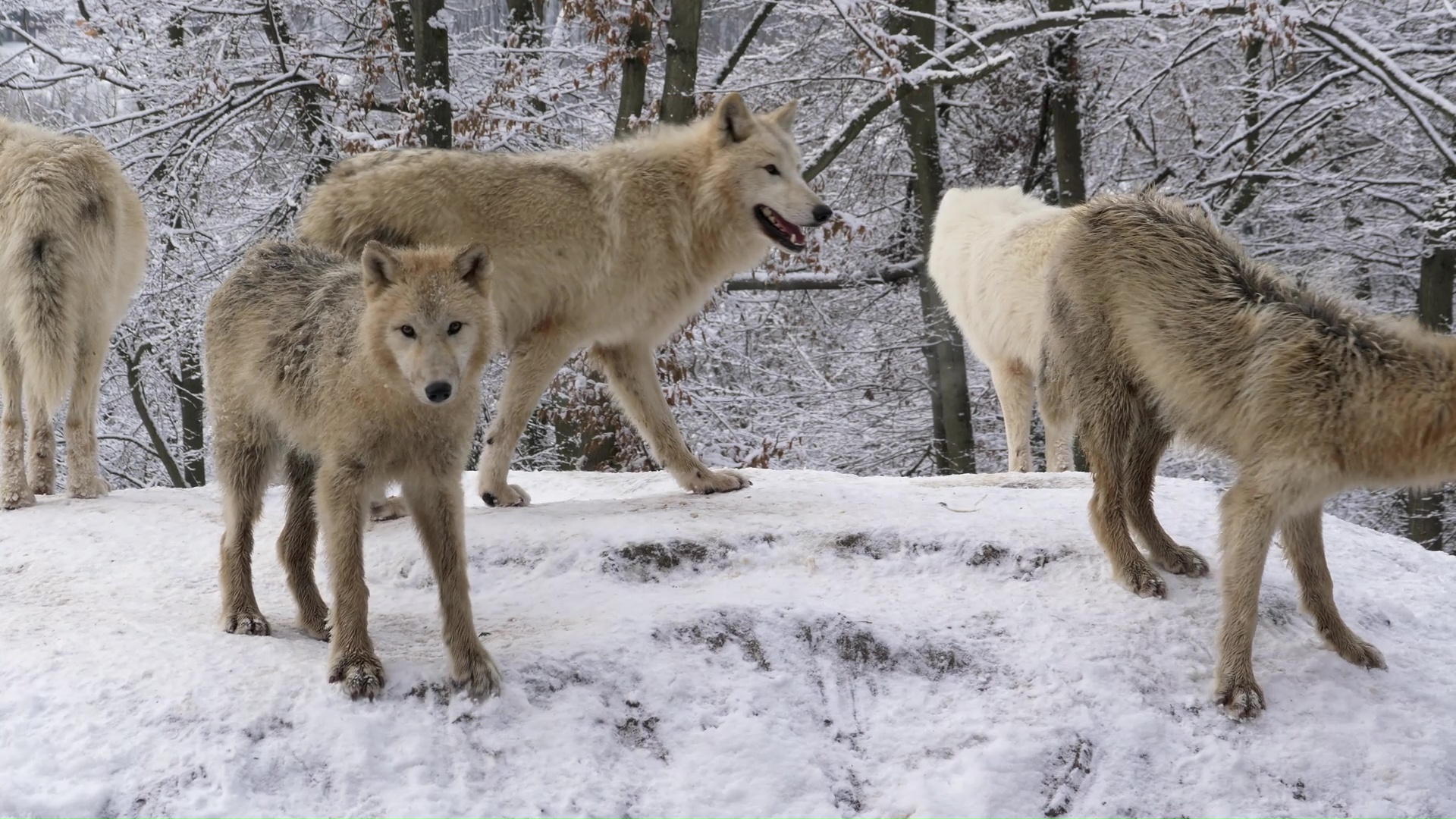 Rare moment a wolf pack gathers in a snowy forest