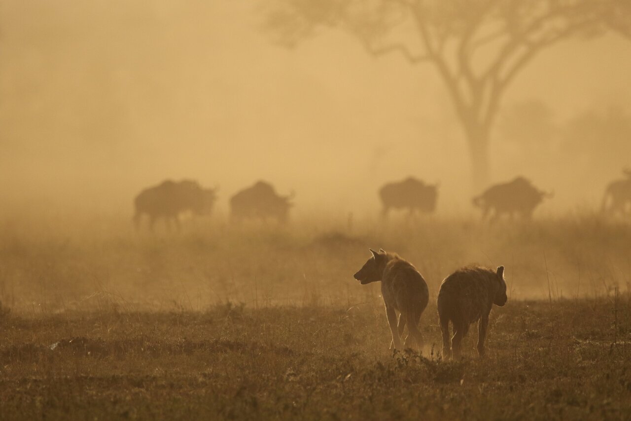 Serengeti hyenas manage to keep clans stable as climate change alters ...