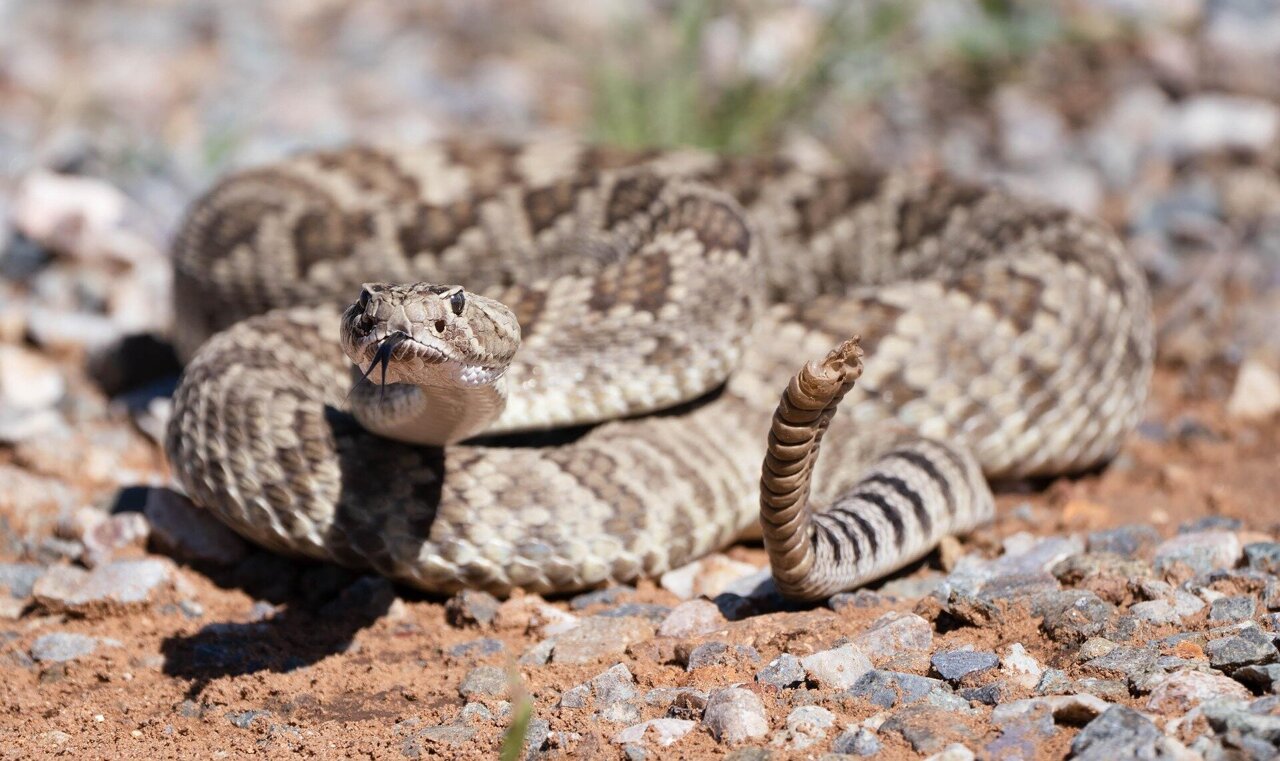 Not all rattlesnakes are alike: Research suggests personality ...